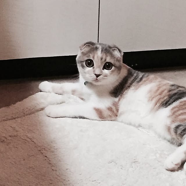 tityさんの実例写真