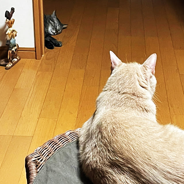 mikan161さんの実例写真