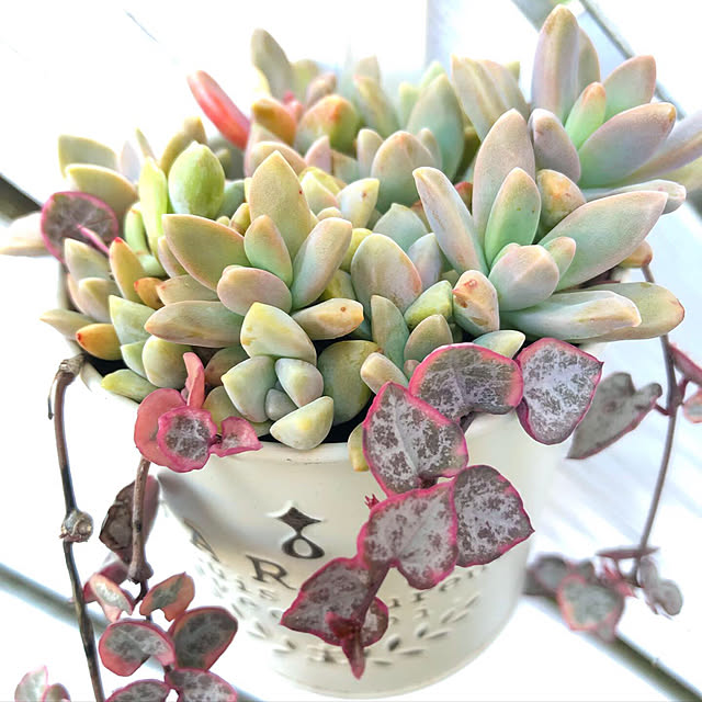 **yuu**さんの実例写真