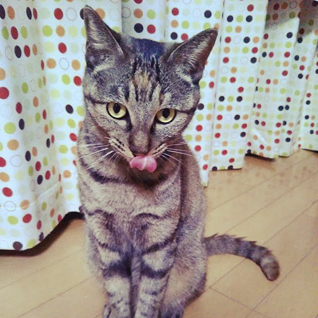 実例写真