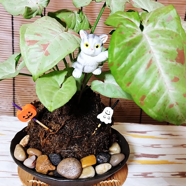 katさんの実例写真