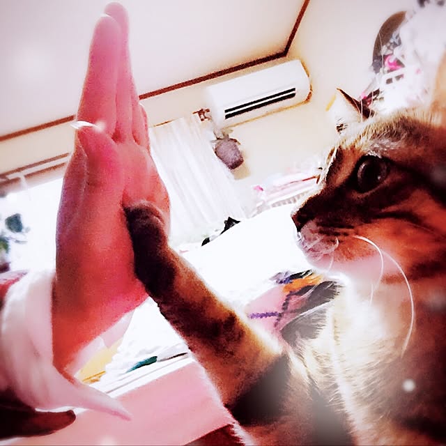 MASAさんの実例写真
