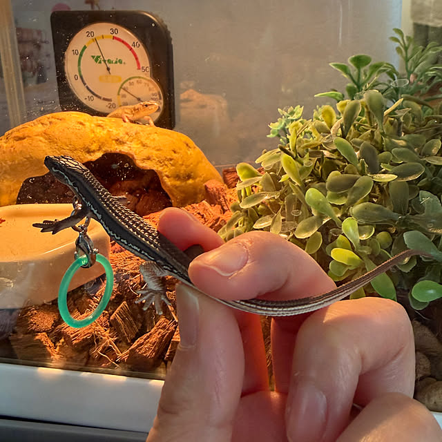 komaさんの実例写真