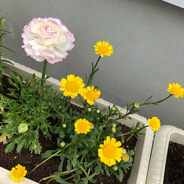 sayurinさんの実例写真