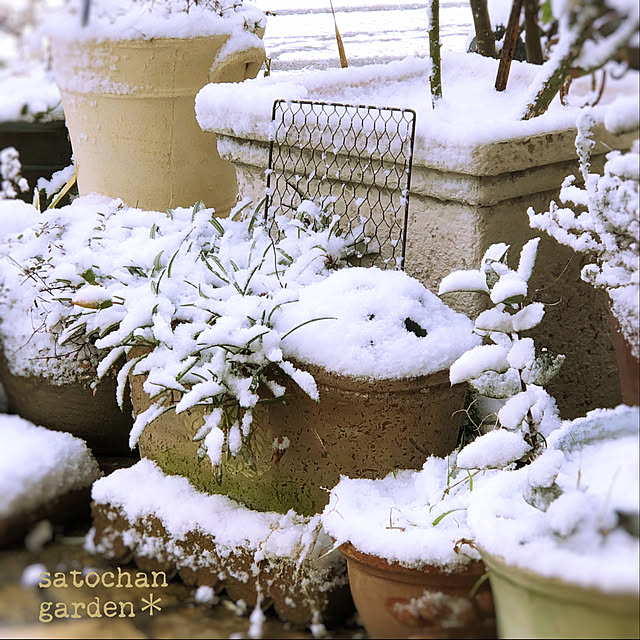 satochanさんの実例写真