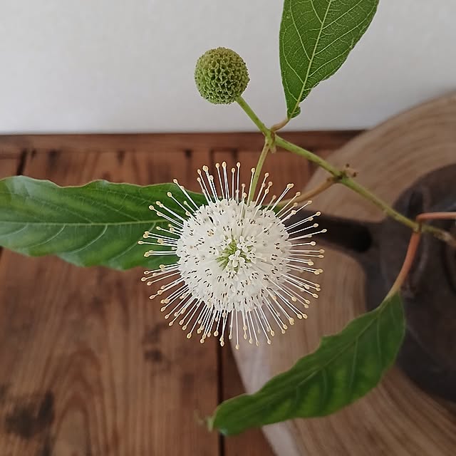 chidorinさんの部屋