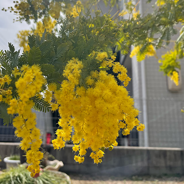実例写真