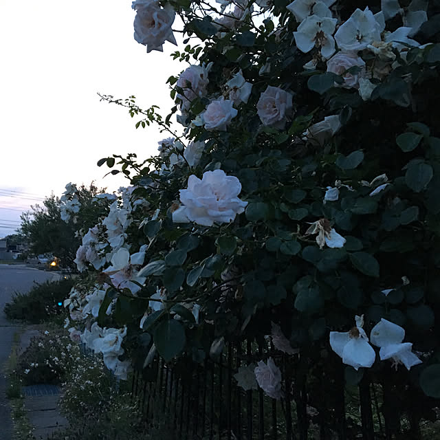 shigimiさんの実例写真