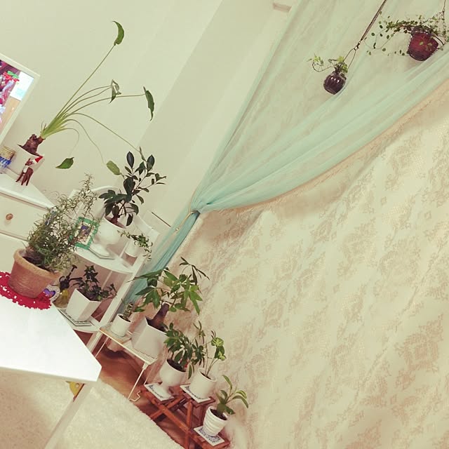 部屋全体/植物/観葉植物/一人暮らしのインテリア実例 - 2014-11-09 18:38:19