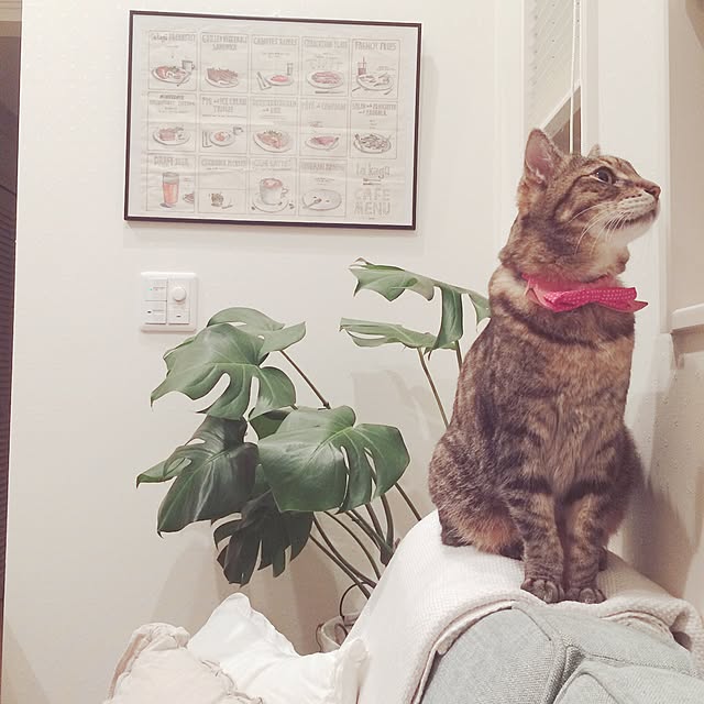 lovecatさんの実例写真