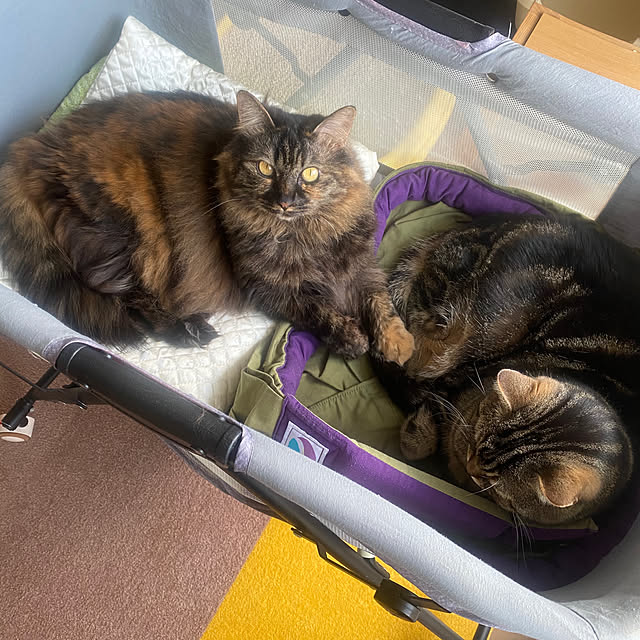 mikomaruさんの実例写真