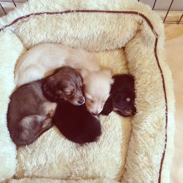 chocolateさんの実例写真