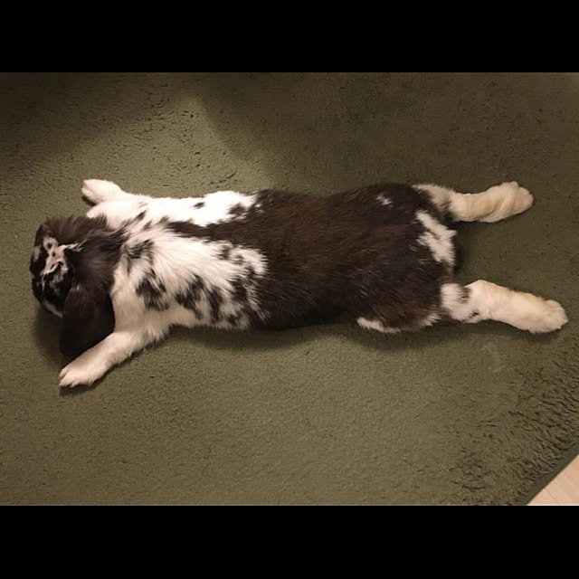 mochidamochioさんの実例写真