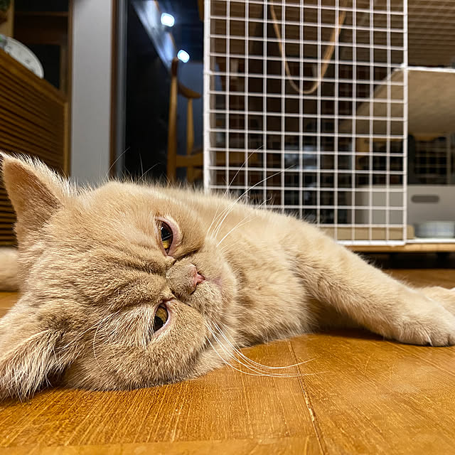 sznoieさんの実例写真