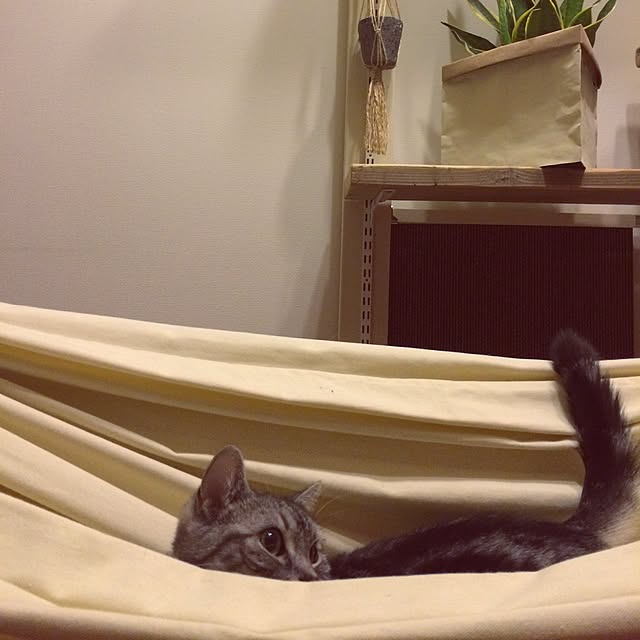 mikomaruさんの実例写真