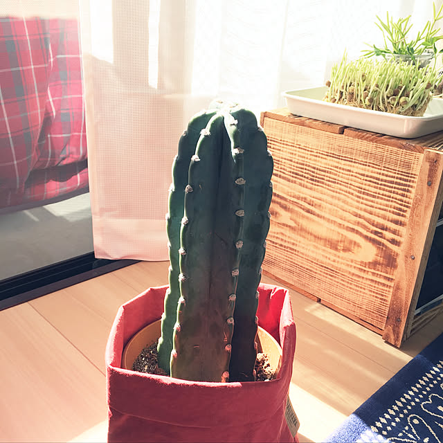 cccさんの実例写真