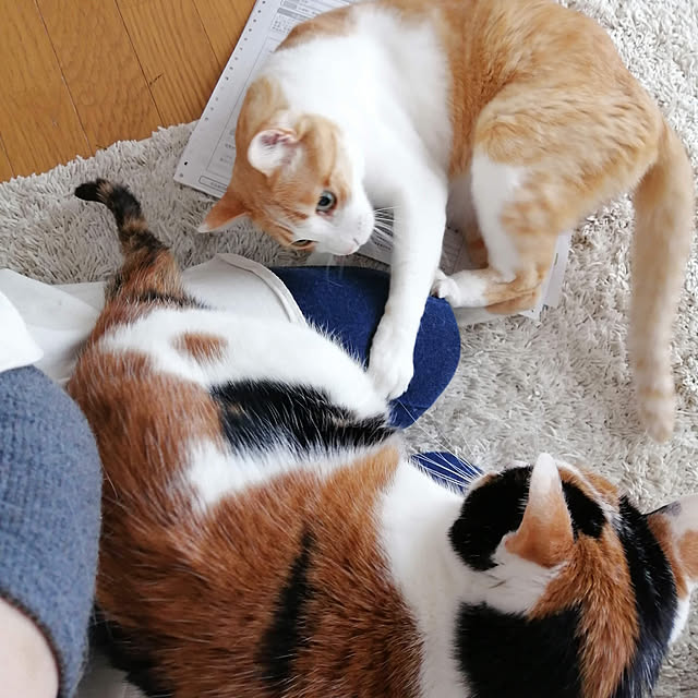 Kinanさんの実例写真