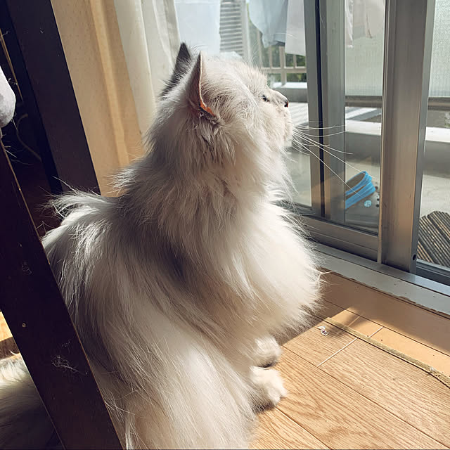 maron.maronieさんの実例写真