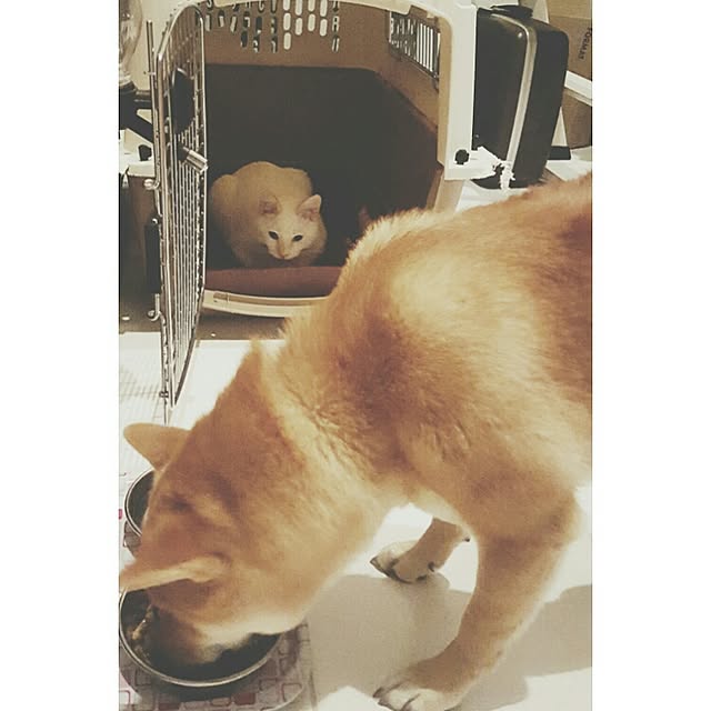 okameさんの実例写真