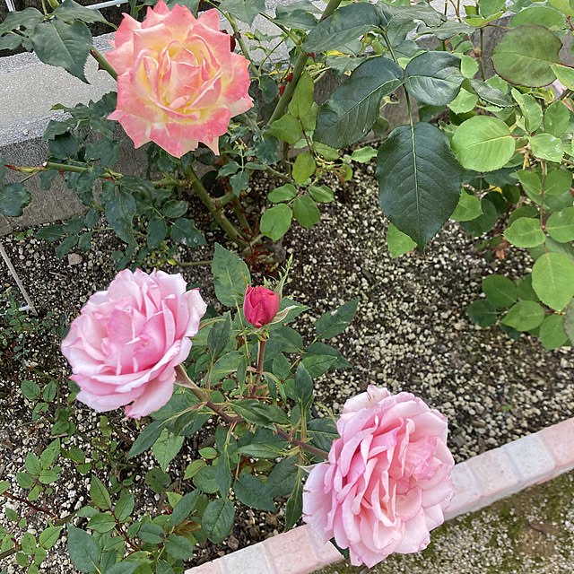 Sweetpeaさんの実例写真