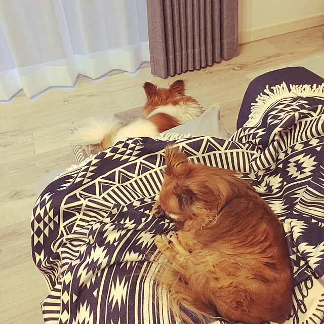 cocoelleさんの実例写真