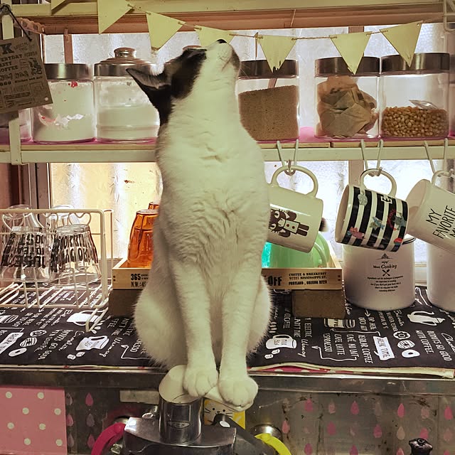 vivienne.coco-keiさんの実例写真