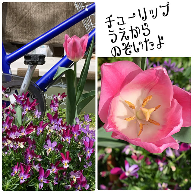 eshinobumさんの実例写真