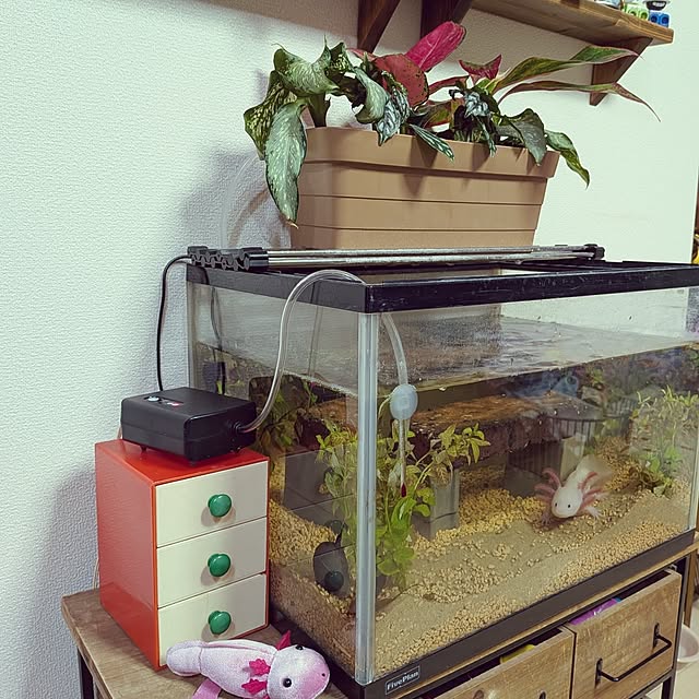 umeboshicyanさんの部屋