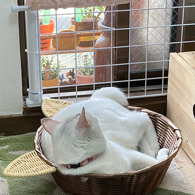 momiji0423さんの実例写真