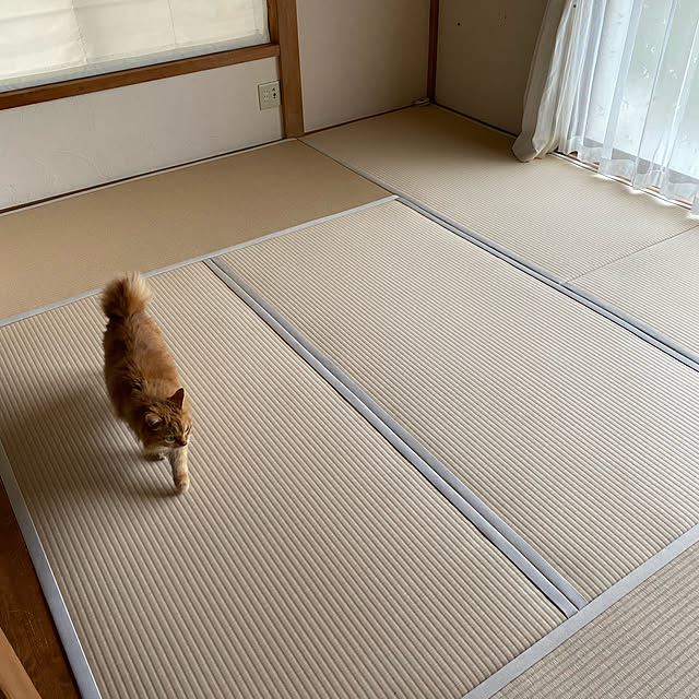 maluさんの実例写真