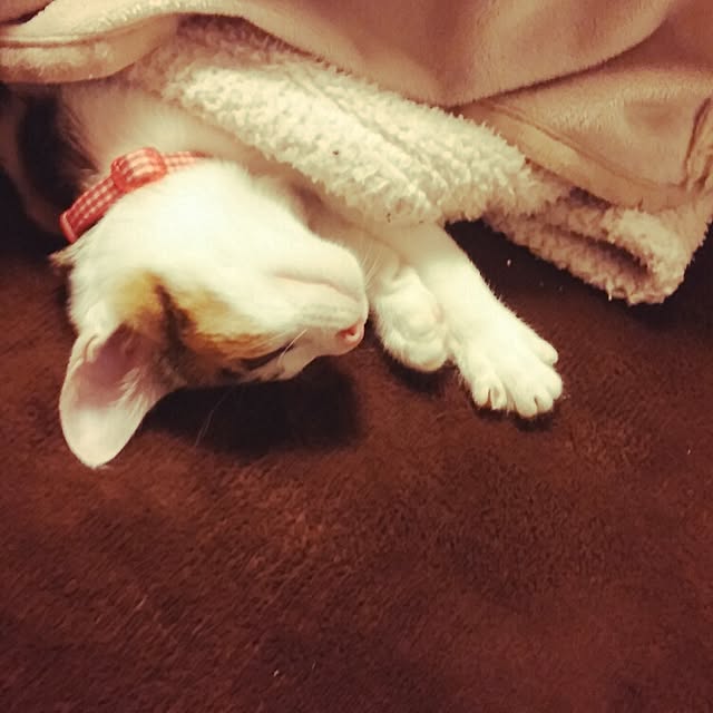 l..tomesanさんの実例写真