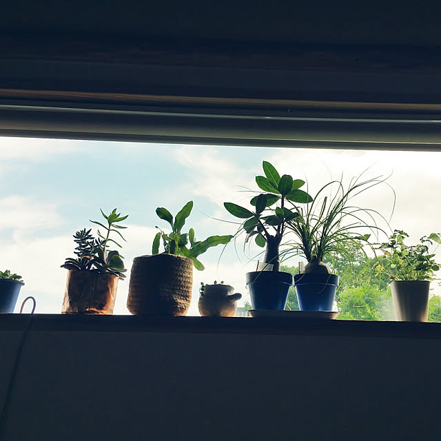 キッチン/観葉植物のインテリア実例 - 2019-05-21 08:46:01