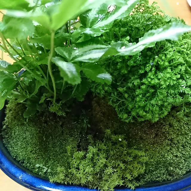 kotorinさんの実例写真