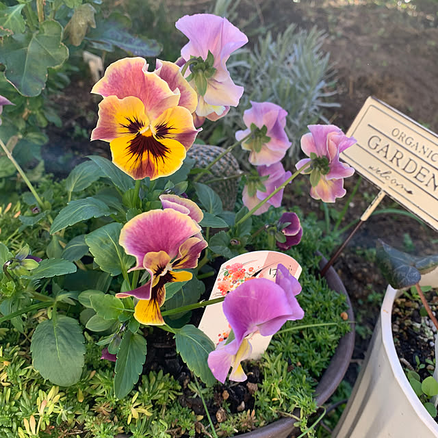 shiotanさんの部屋