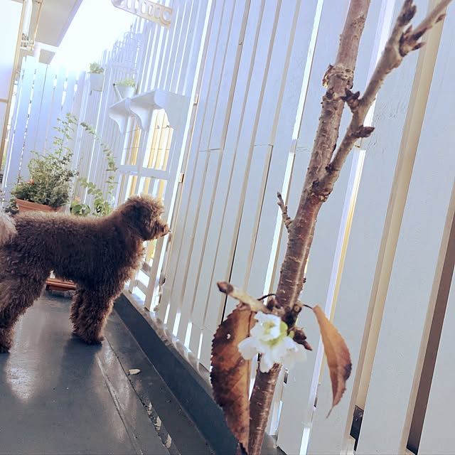noelさんの実例写真