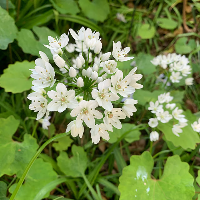 romiromiさんの実例写真