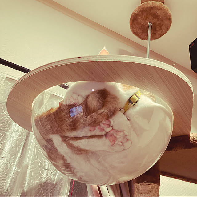 Gomaさんの実例写真