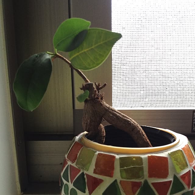 cocoさんの実例写真