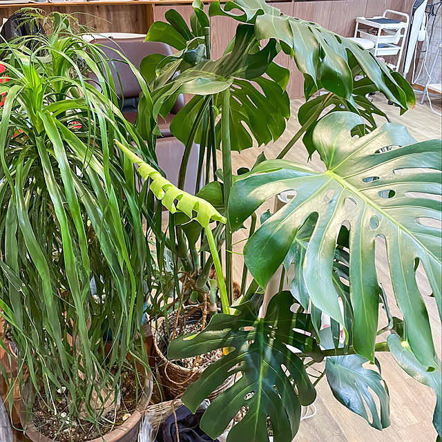 西海岸インテリア/観葉植物/美容室のインテリア/ダックスのいる生活/ビカクシダ...などのインテリア実例 - 2022-03-23 23:26:13