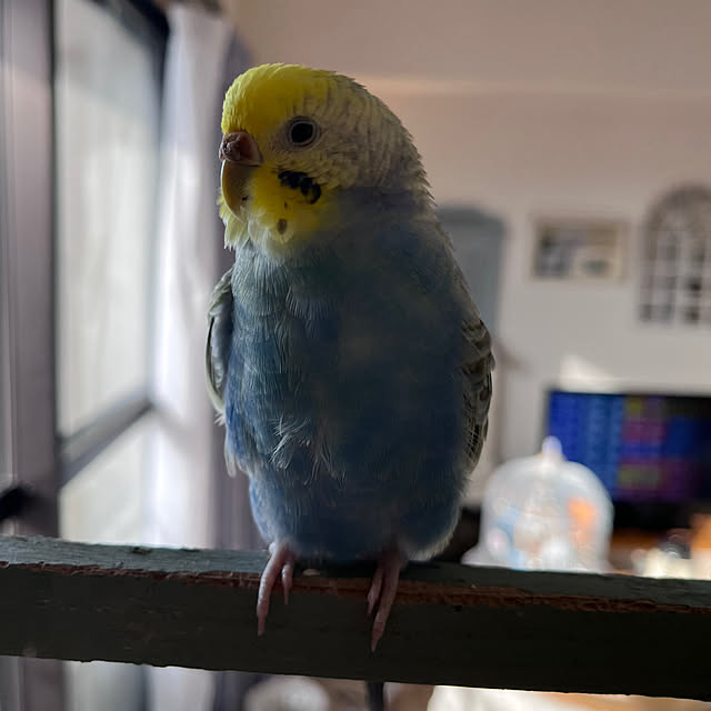 Atsukoさんの部屋