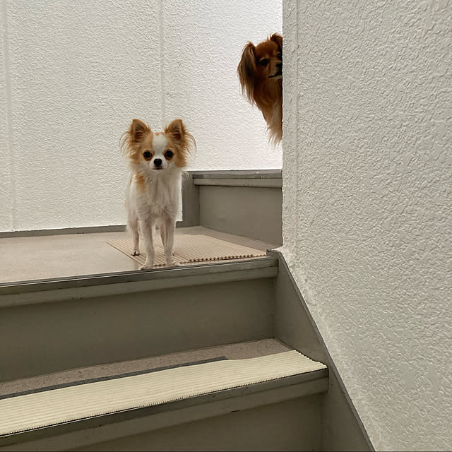 toratanさんの実例写真