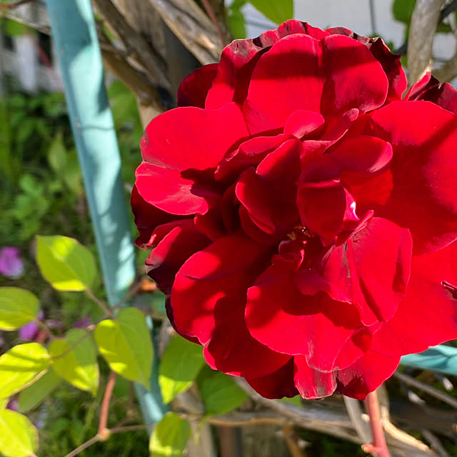 HappyRoseさんの部屋