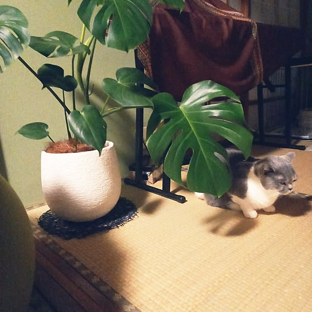 rhuさんの実例写真
