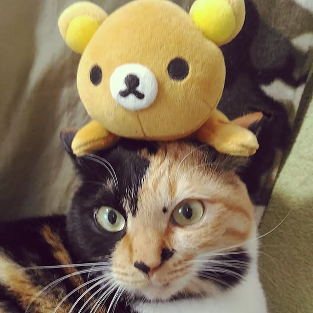 kuuaさんの実例写真