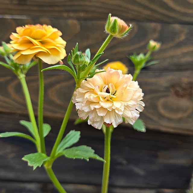 min_nimさんの実例写真