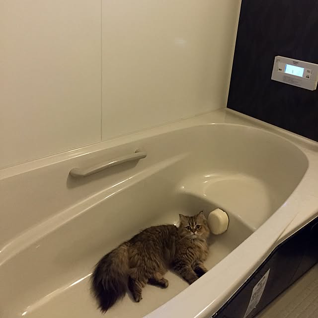butachanさんの実例写真