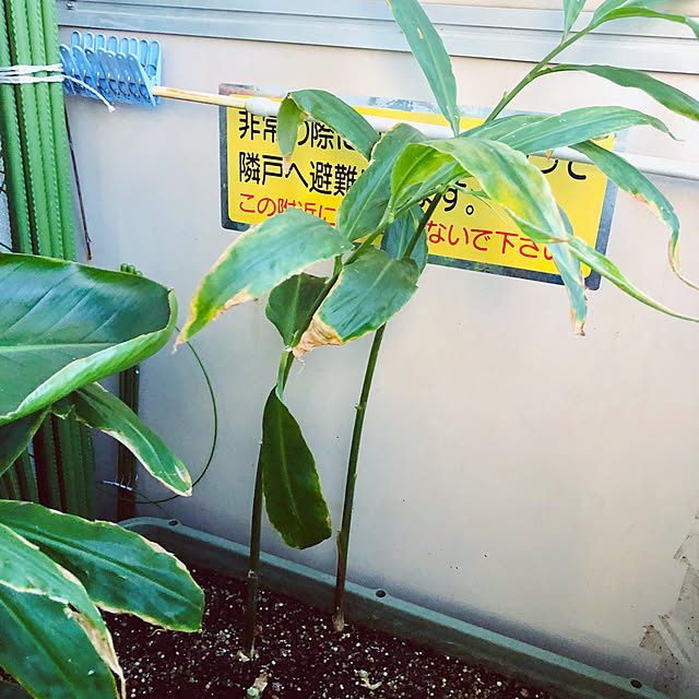 hanachanさんの実例写真