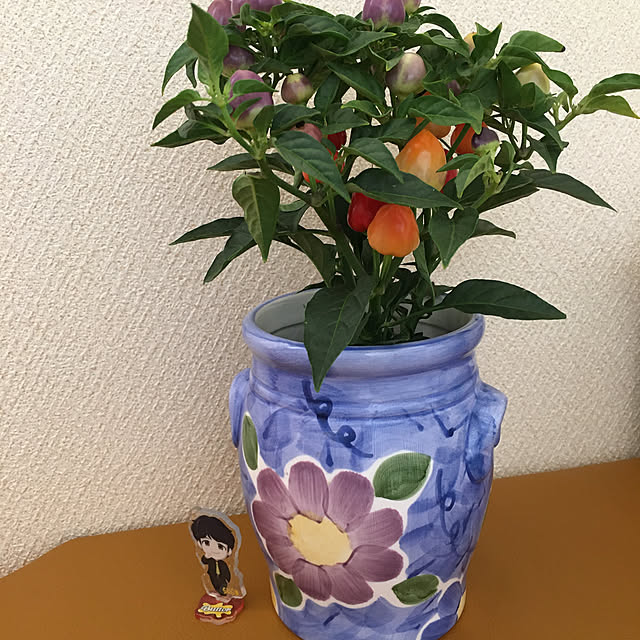 cotatuさんの実例写真