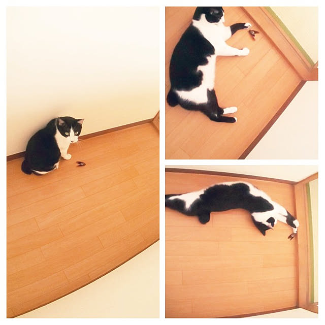 oseroさんの実例写真