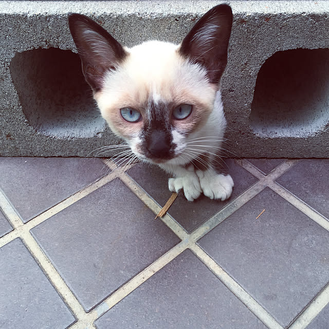 lさんの実例写真